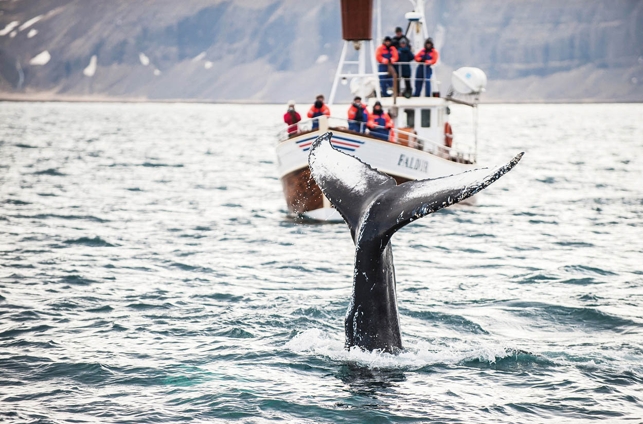 Shutterstock 10 Whale-watching Spot one of these majestic creatures off - photo 13