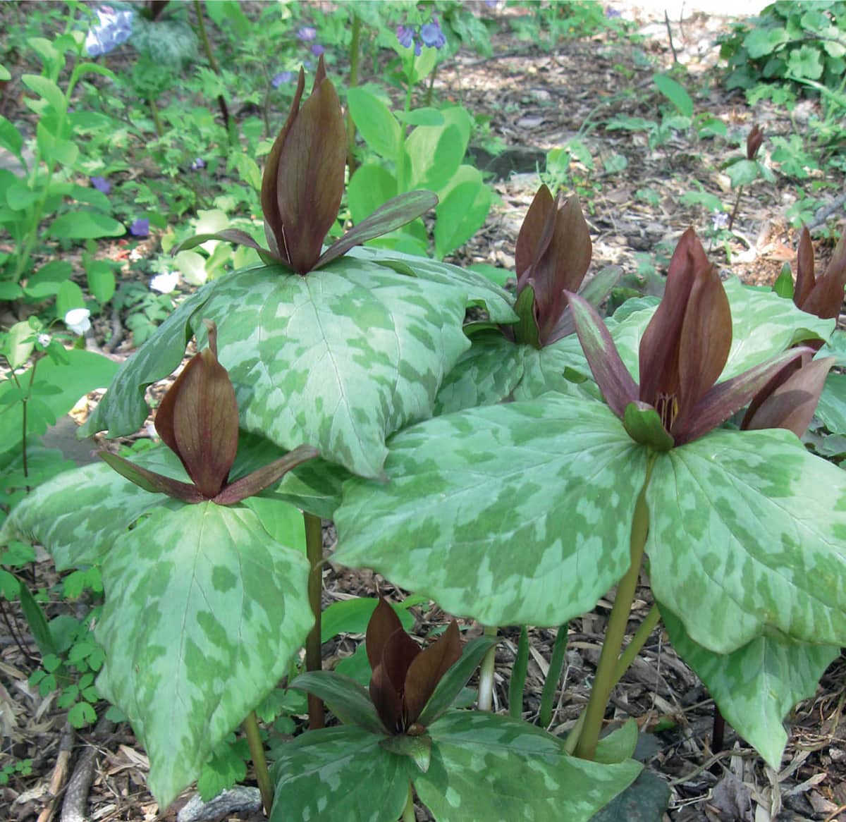 GROUNDCOVER REVOLUTION How to use sustainable low-maintenance - photo 2