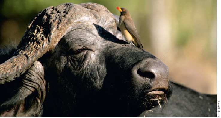 Yellow-billed Oxpecker and African Buffalo South Africa is a land of - photo 3