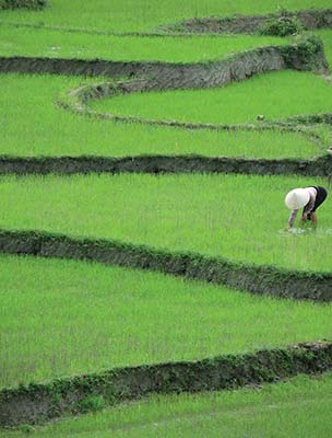 terraced rice paddies of Vietnams northwest Cruising Ha Long Bay Take - photo 10