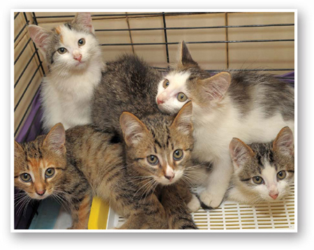 Rescue and Shelter Cats - image 1