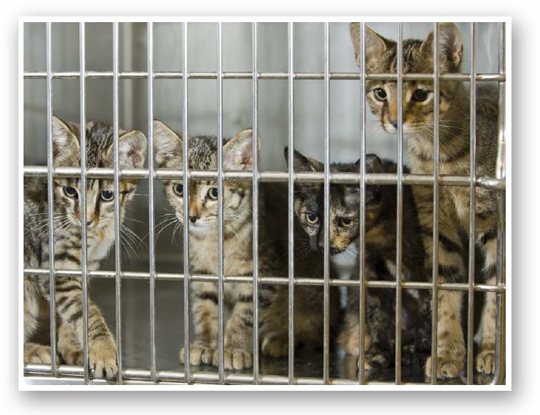 Although shelters must cage cats a majority of the time to conserve space cats - photo 8