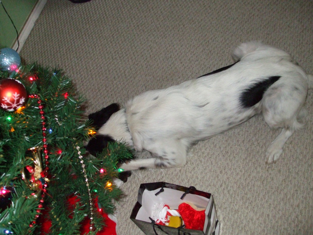 I like presents Maybe there are more under the tree Sophys Note I hope - photo 22