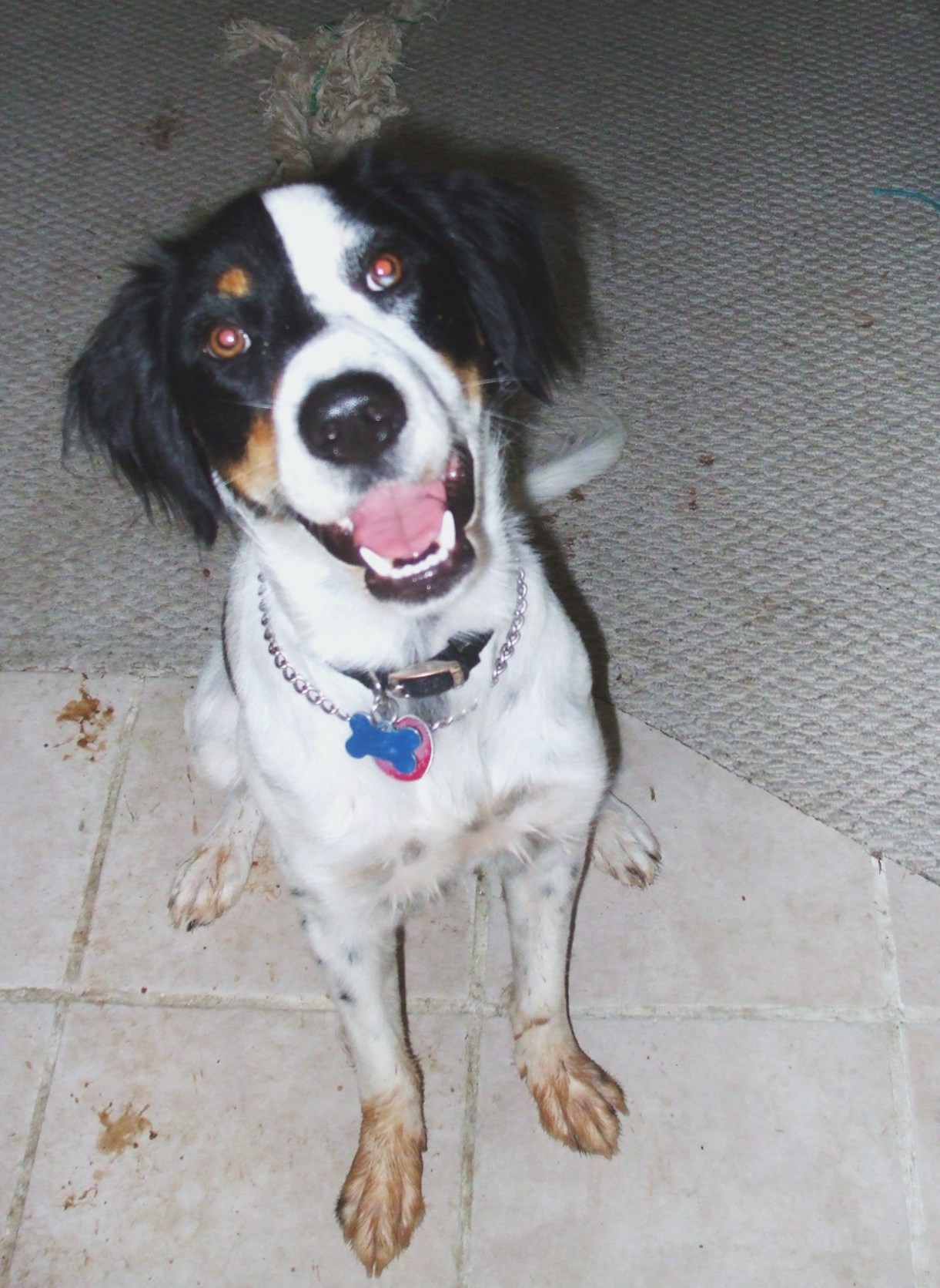 When it rains my paws get muddy I make a mess Mom cleans my paws with - photo 9