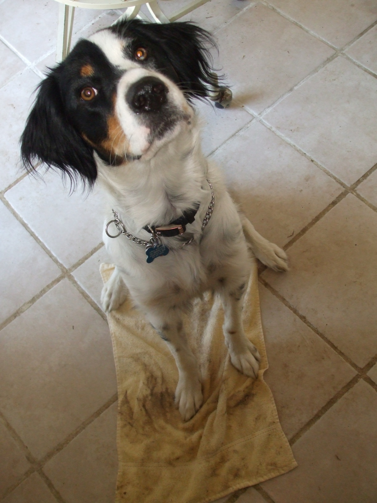 Mom cleans my paws with a towel I like my blanket I move my - photo 10