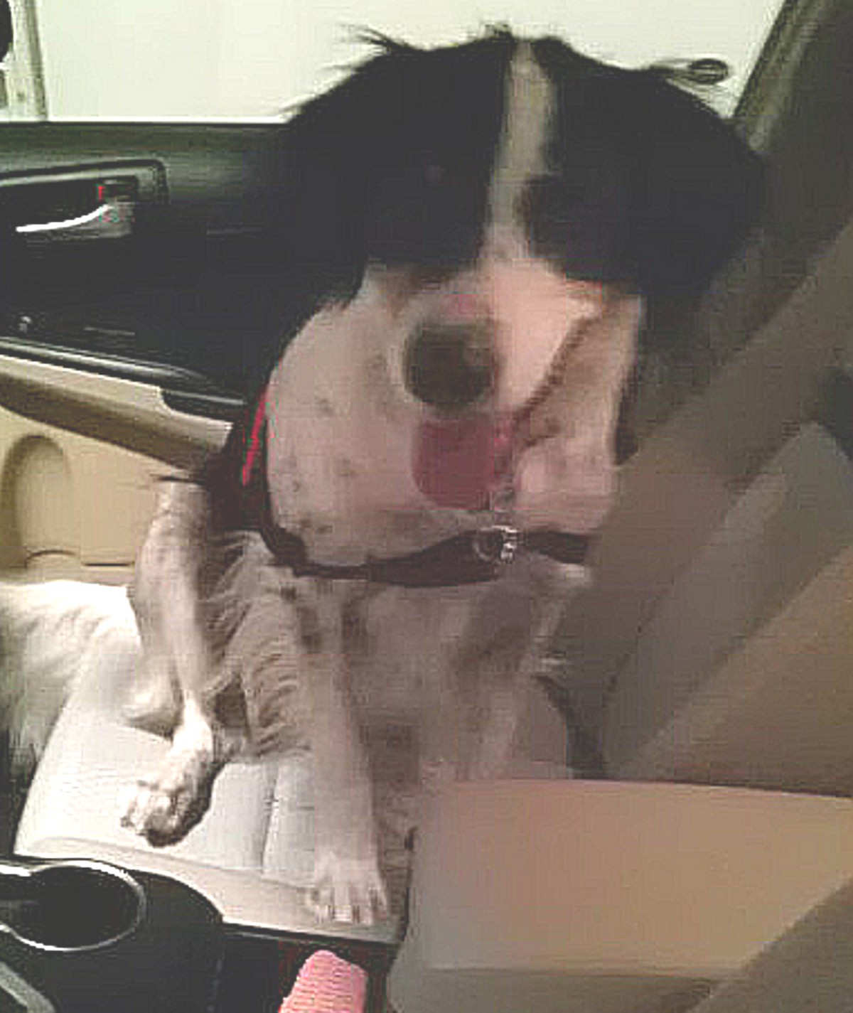 I like car rides I want to sit in front with Mom Mom makes me sit in - photo 19