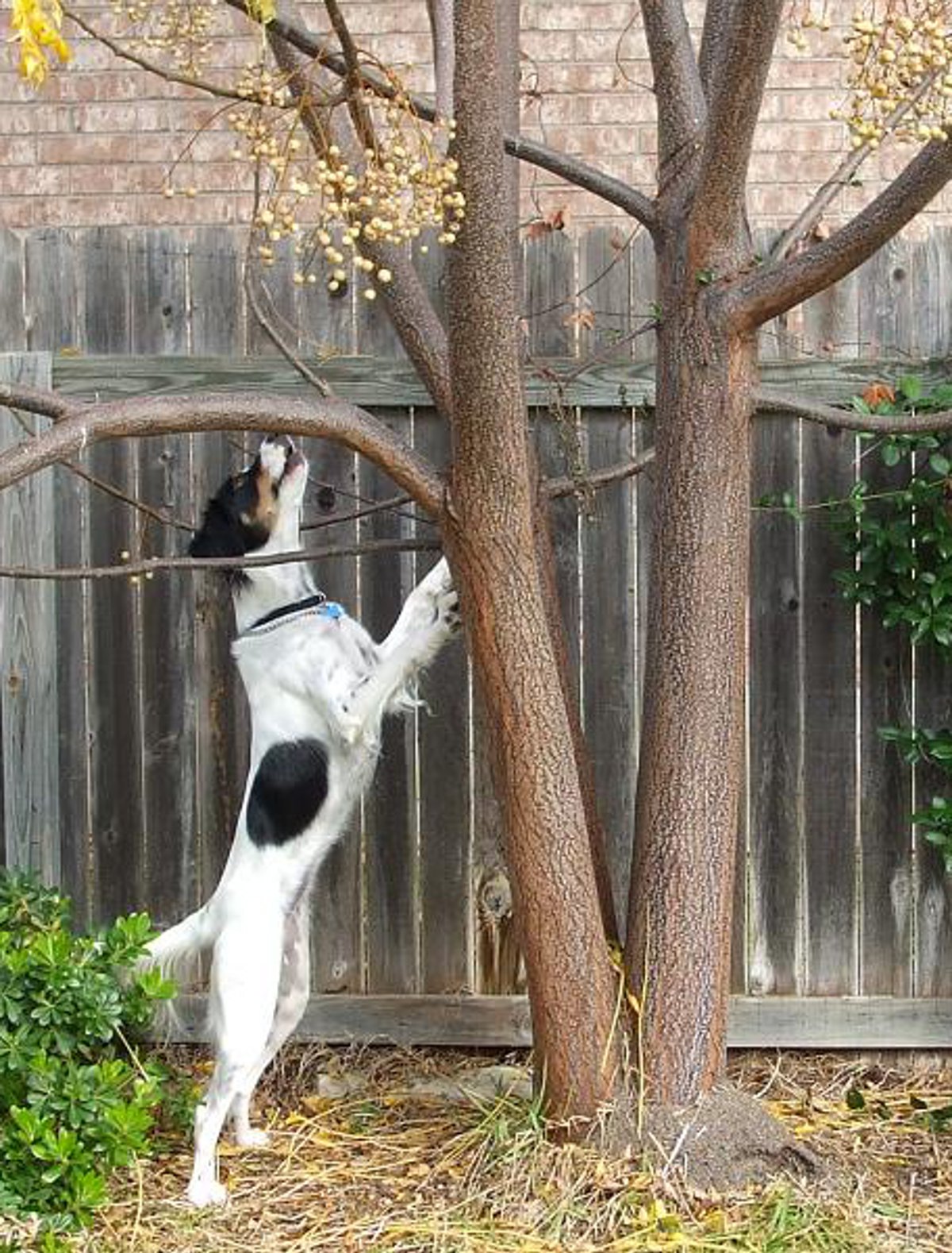 I dont like squirrels I bark at them Sometimes it snows here but not - photo 17