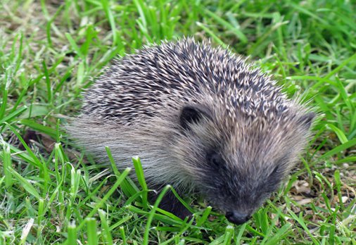 W hen a male hedgehog wants to mate with a female hedgehog he circles around - photo 6