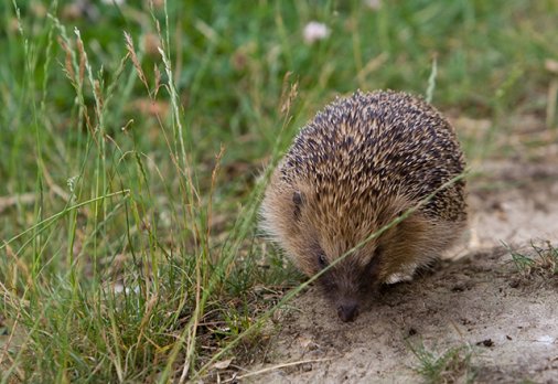 H edgehogs usually either live alone or in pairs they dont like living in - photo 5