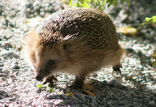 L arge species of hedgehogs usually live for about 4-7 years while small - photo 13