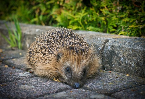 W hen a hedgehog gives birth 1-11 babies could come out The mother takes care - photo 7