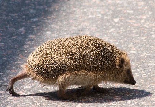 H edgehogs have about 5000 spines that act as armors against anything that - photo 2