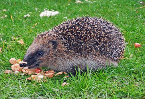 A lot of people in European countries now keep hedgehogs as pets except for - photo 14