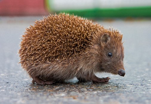 T here are different species of hedgehogs scattered throughout Africa Asia - photo 4