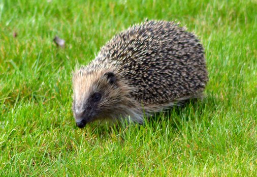 T he hedgehog is a spiky mammal known for its cuteness and helpfulness in - photo 1