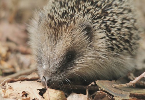 S ince hedgehogs usually hunt at night they dont really need good eyesight - photo 11