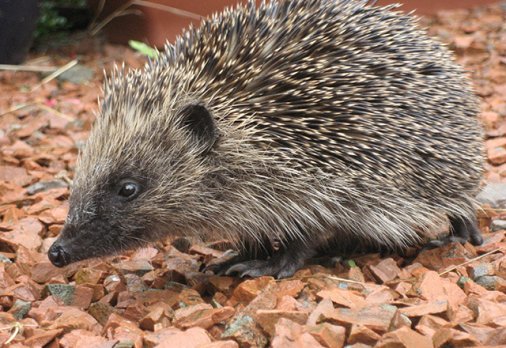 H edgehogs are usually found in meadows hedgerows and woodlands where there - photo 9