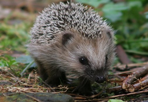 B adgers are the usual predators of Hedgehogs especially in Europe They are - photo 10