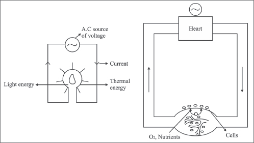 Figure 1 The cardiovascular system consists of a pump heart which propels - photo 4