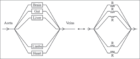 Figure 2 Arrangement of various organ beds across the heart are analogous to - photo 5