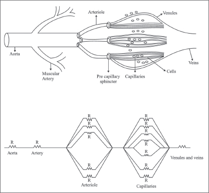 Figure 3 The dividing of major arteries into smaller finer branches on - photo 6