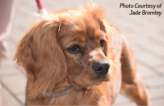 History of the Cavalier The Cavalier King Charles Spaniel acquired its name - photo 2