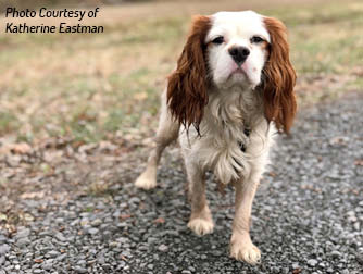 The toy spaniel continued to grow in popularity in Europe and was frequently - photo 3