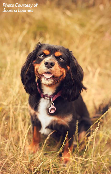 A Cavaliers eyes are one of its most prominent features The eyes should be - photo 6