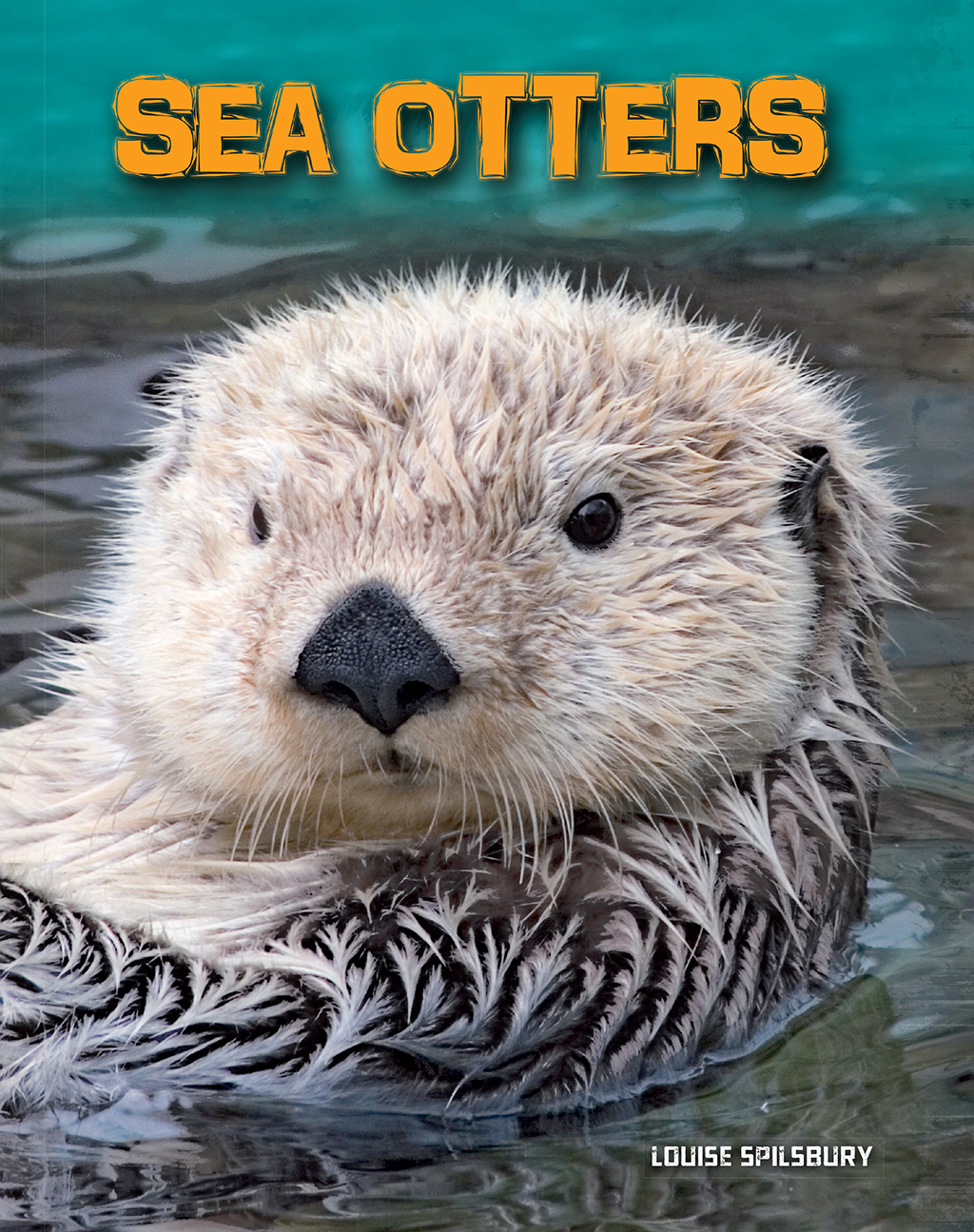 Species Profile Species Sea otter Latin name Enhydra lutris Length Up - photo 1