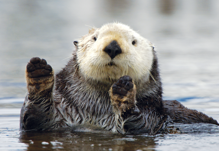 Sea otters are the smallest sea mammals in the world They weigh between 35 and - photo 4