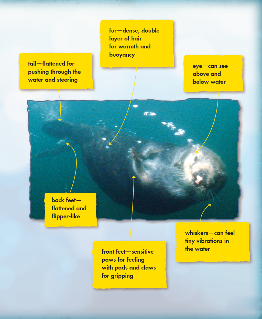 Find Out More Books Lockwood Sophie Sea Otters World of Mammals - photo 3