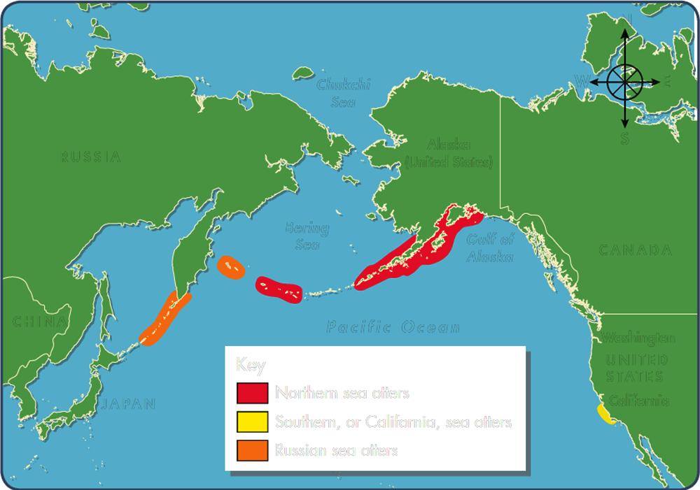 Sea otters are only found in the North Pacific Ocean Around 90 percent of the - photo 5