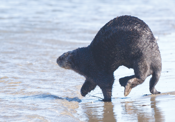 Sea otters move clumsily on land and rarely come out of the water unlike other - photo 6