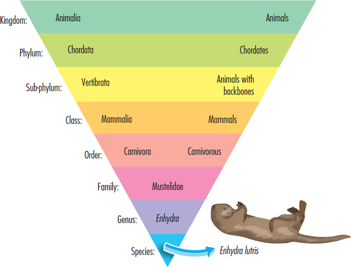 This pyramid shows how the sea otter is classified The scientific name Enhydra - photo 7