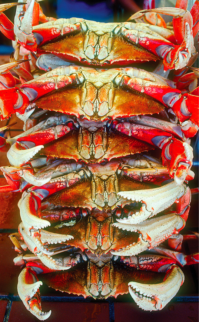 Patterns and shapes can make eye-catching pictures These crabs were for sale - photo 4