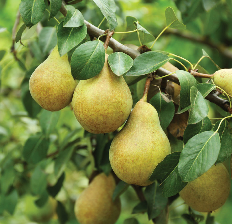 Pears are among the fruits that can be grown and harvested for winter eating - photo 15