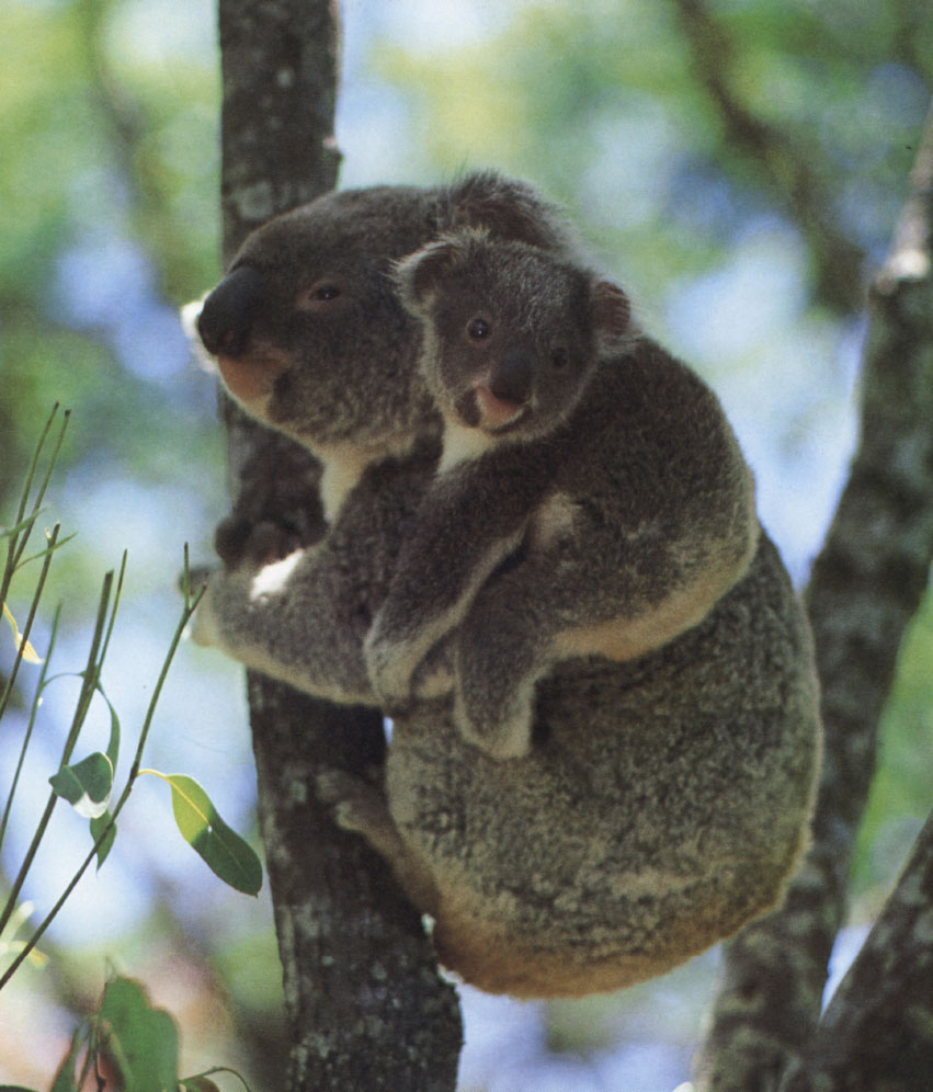 Today some of the koalas born at these preserves are put back into the wild in - photo 12