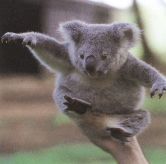 Today some of the koalas born at these preserves are put back into the wild in - photo 14