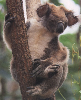 Victoria koala New South Wales koala The scientific name for the - photo 18