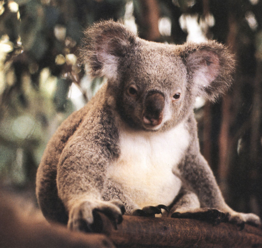 Queensland koala Male koala Male koalas are larger and more muscula - photo 22