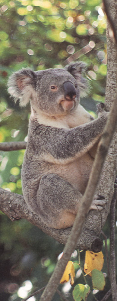 Male koala Male koalas are larger and more muscular than females A mature - photo 24