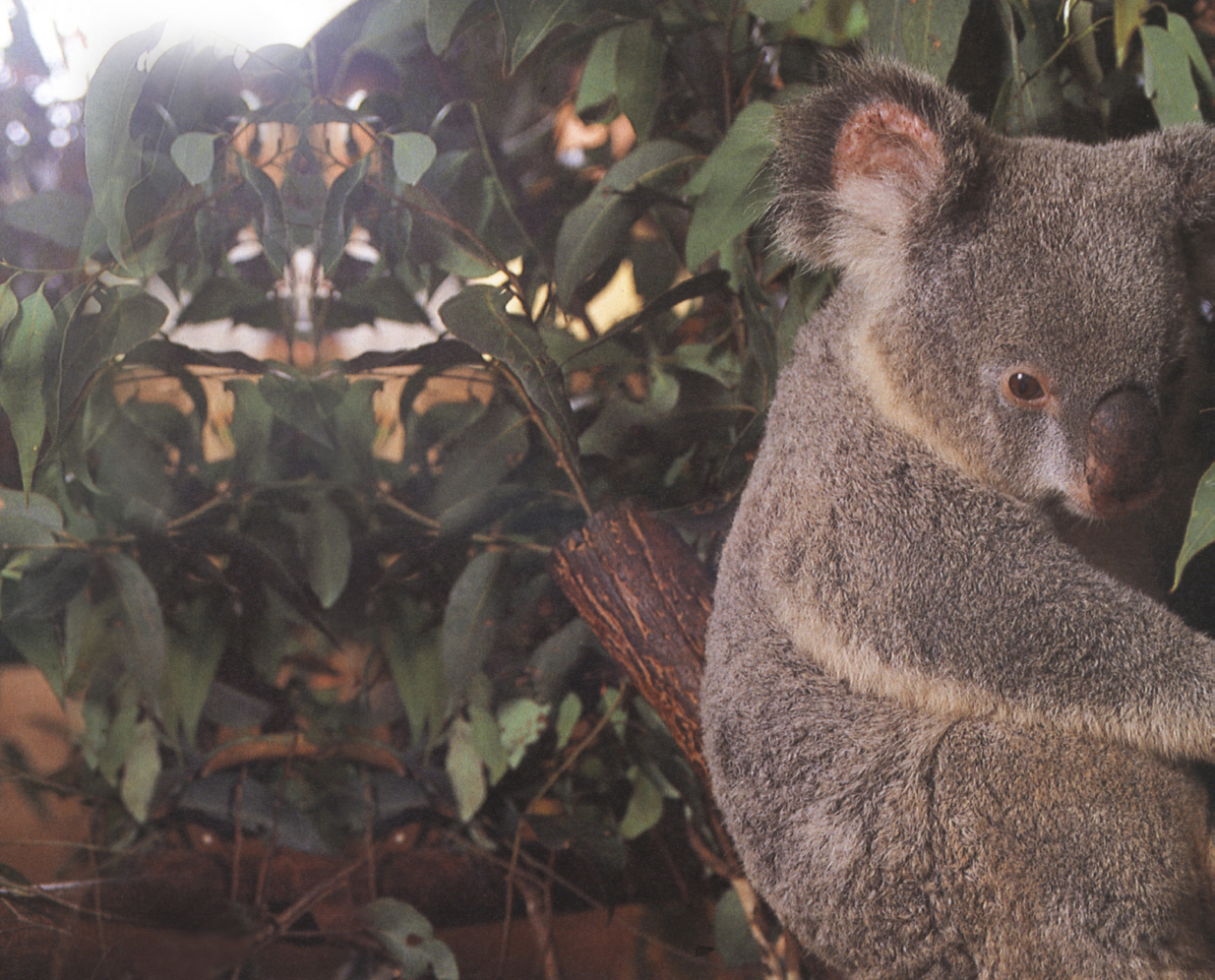 During the early years of Australias settlement by the English koalas filled - photo 10