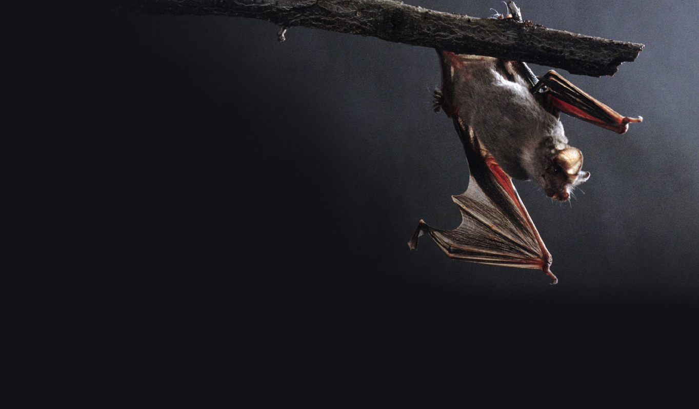 Mexican free-tailed bat You may have seen the dark graceful shapes of bats - photo 6