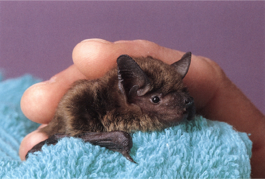 Big brown bat Gus is a big brown bat one of the most widespread bat species - photo 10