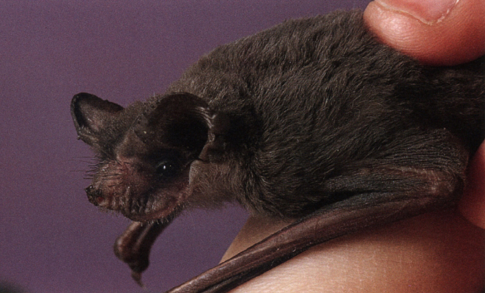 Mexican free-tailed bat The big brown bat is a small- to medium-size bat with - photo 12