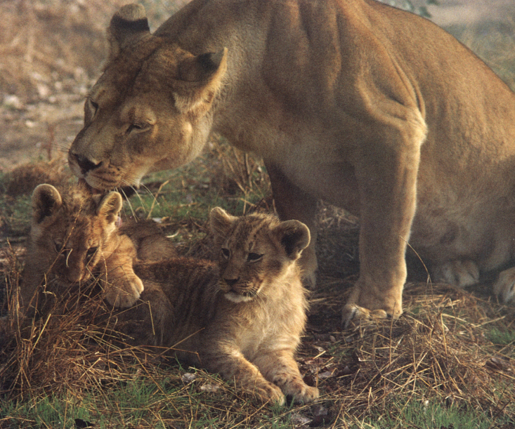 A red sun rises on the eastern horizon as a mother lion gives her - photo 6