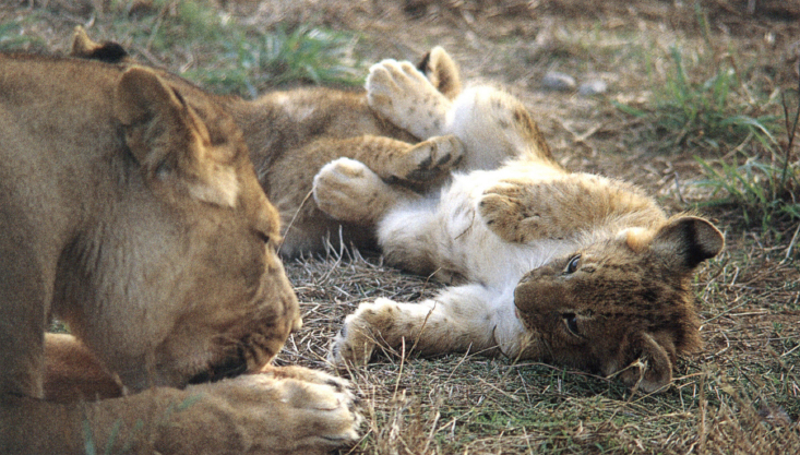 The young cubs and their mother live with six other African lions at Wildlife - photo 8