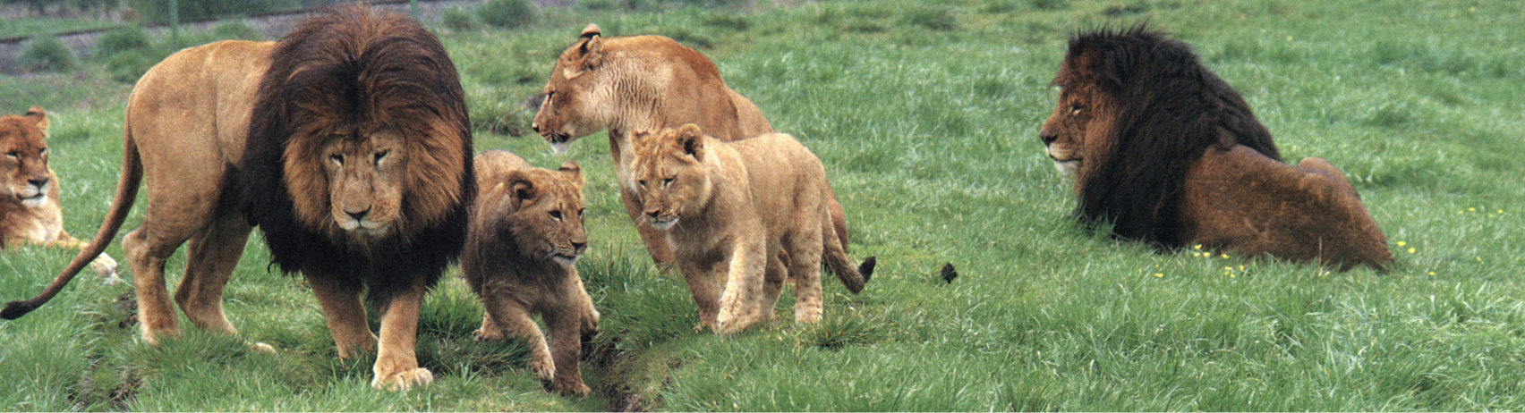 The lions at Wildlife Safari occupy a large grassy area where they have plenty - photo 10