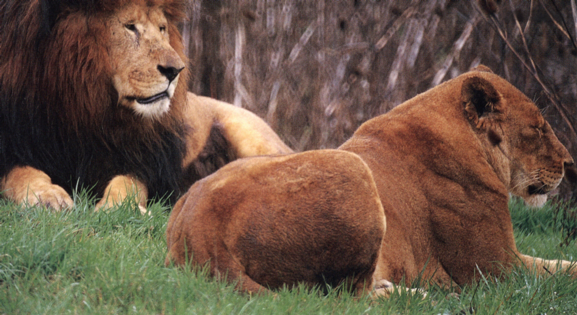 African Lions Like domestic cats lions are members of the cat family or - photo 12