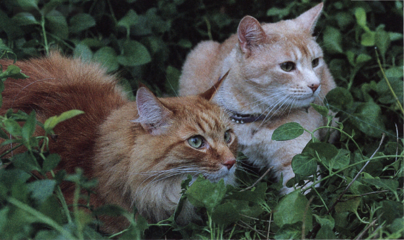 Domestic cats Lions are the second largest of the big cats Only the Siberian - photo 14